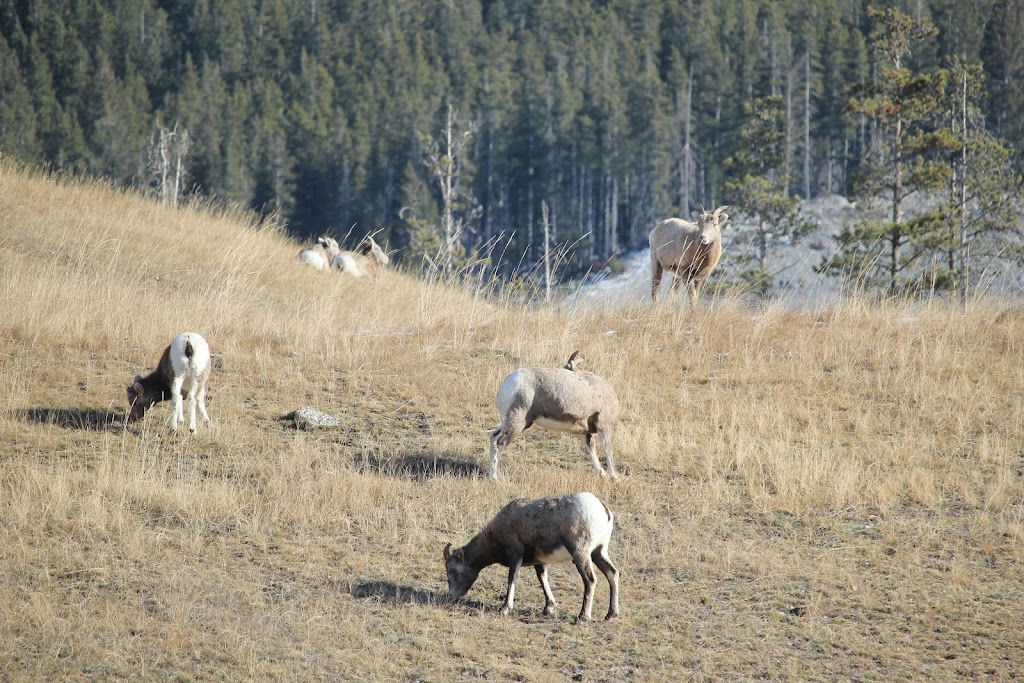 Canmore Municipal Heliport | 91 Bow Valley Trail, Canmore, AB T1W 1N8, Canada | Phone: (403) 678-4802