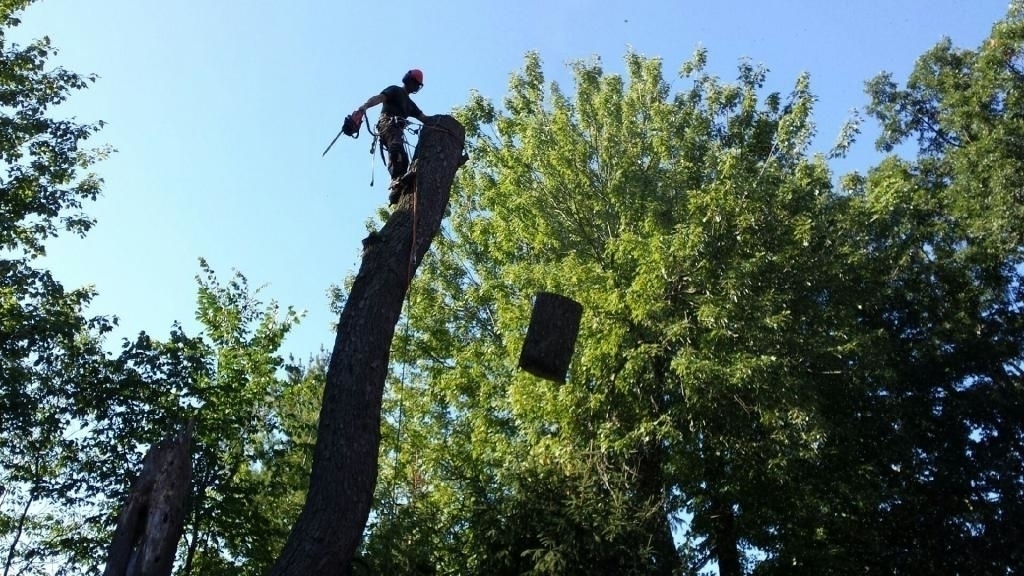 Timberjack Tree Service | Windham Road 12 RR 7 Stn Main, Simcoe, ON N3Y 4K6, Canada | Phone: (519) 428-2040