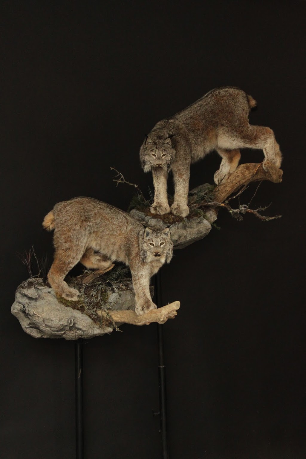 Orion Taxidermy | 1175 Athabasca St E, Moose Jaw, SK S6H 0N4, Canada | Phone: (306) 692-4653