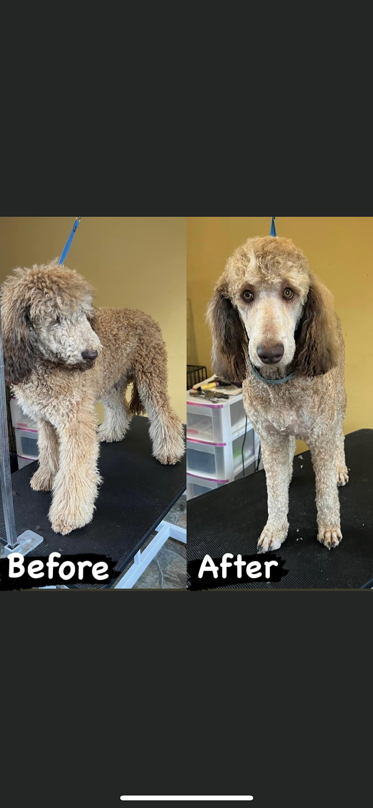 Canine Cabana Pet Grooming | 5781 Hwy3, Tusket, NS B0W 3M0, Canada | Phone: (902) 307-1649