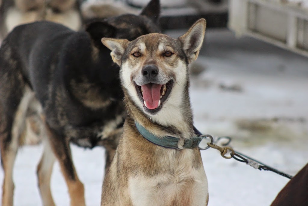 Kearney Dog Sled Races | 8 Main St, Kearney, ON P0A 1M0, Canada | Phone: (705) 636-7752