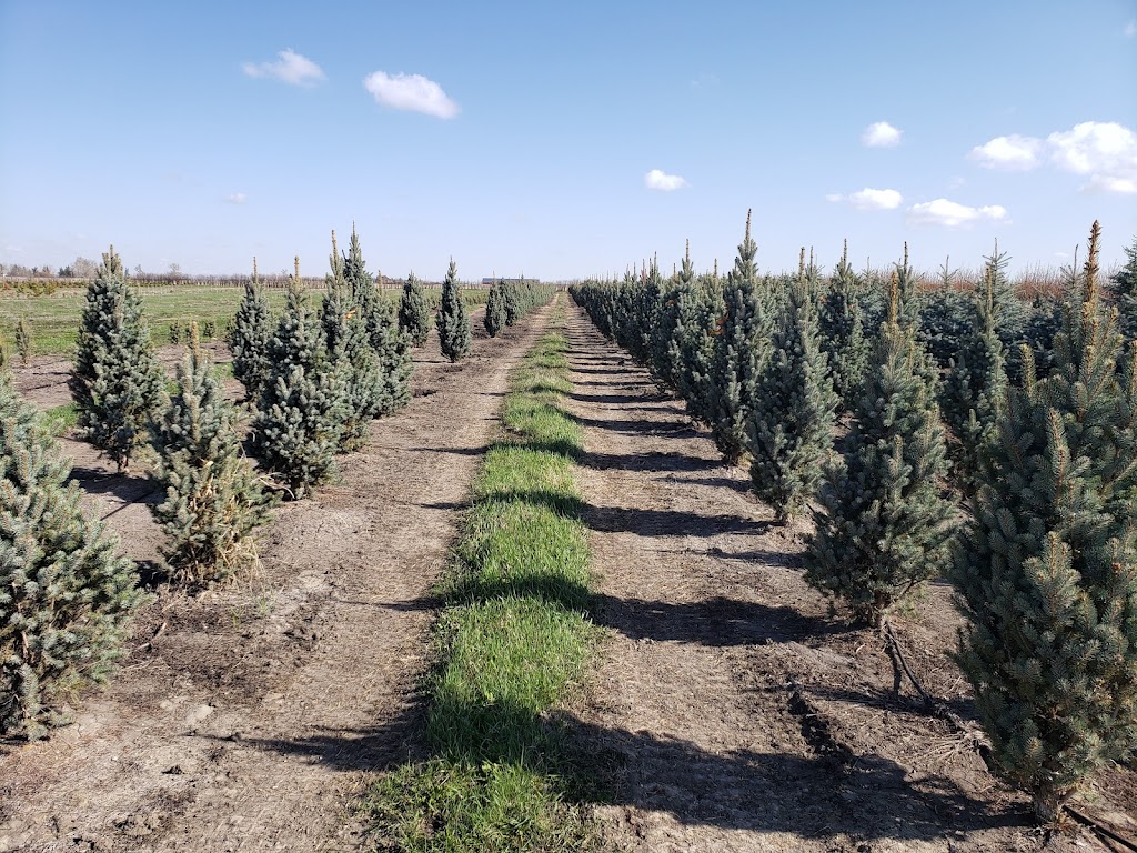 Wheatland Trees Ltd. | 253022, Township Rd 234, AB T0J 1X0, Canada | Phone: (403) 934-2829