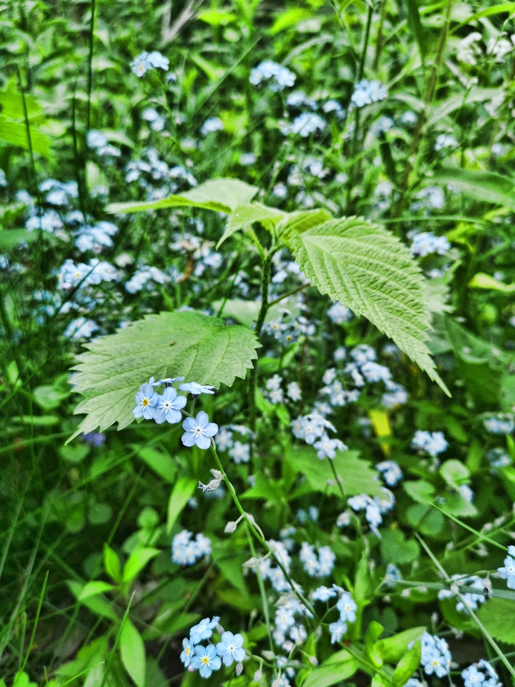 Nature Therapy Trail | Tuclor Ln, Markham, ON L3P 3C6, Canada