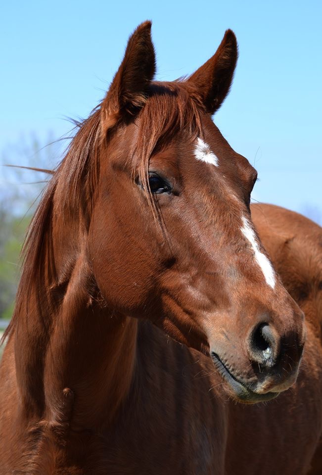 Hi Point Horsemanship | 42 Dacotah Rd, Dacotah, MB R4K 1C1, Canada | Phone: (204) 995-0048