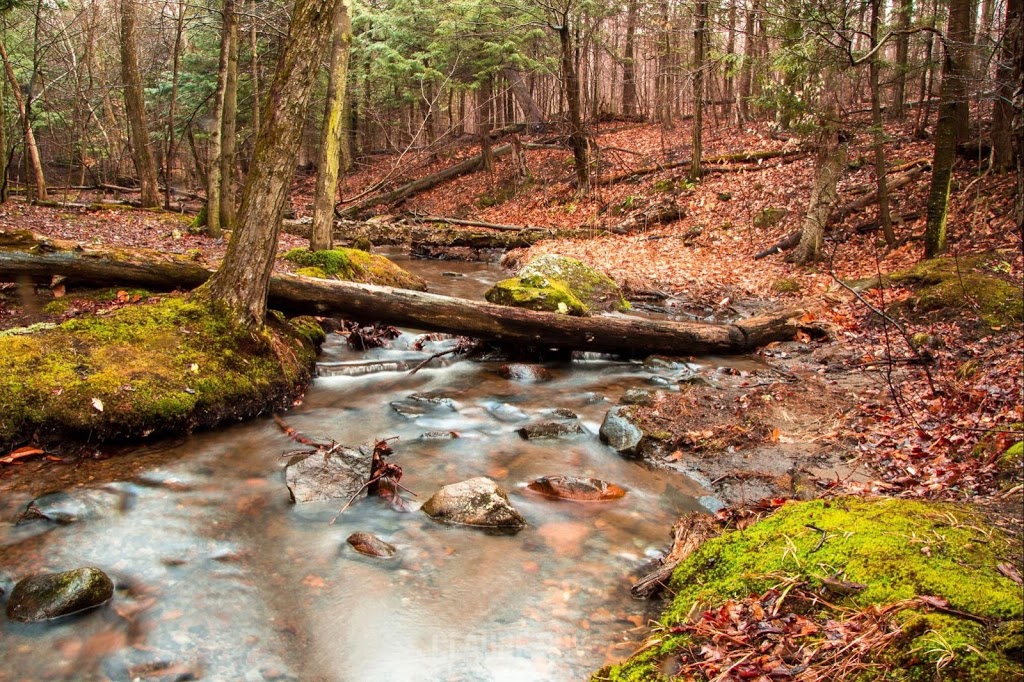 Gault Nature Reserve of McGill University | 422 Chemin des Moulins, Mont-Saint-Hilaire, QC J3G 4S6, Canada | Phone: (450) 467-4010