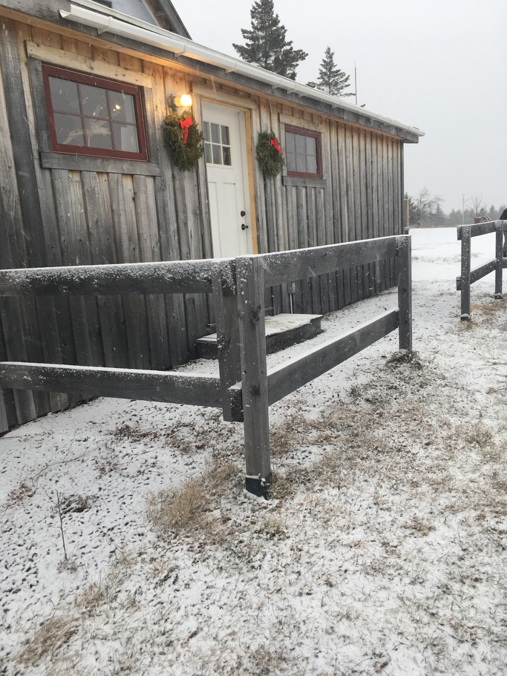 Lavender at Ocean Breeze Farm - Closed for the season | 103 Chemin Goguen, Saint-Édouard-de-Kent, NB E4S 4S5, Canada | Phone: (506) 743-2767