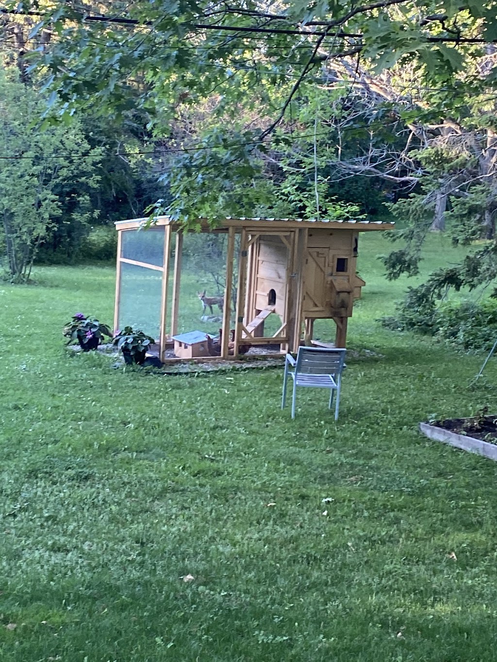 Chicken Coop (canadianchickencoop.ca) | 611 Chem. des Cèdres, Notre-Dame-du-Laus, QC J0X 2M0, Canada | Phone: (819) 767-2626