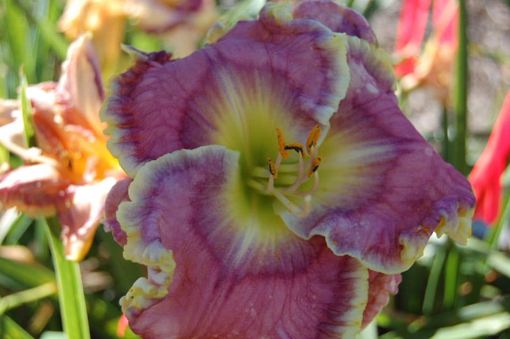 TrueNorthDaylilies | 59 Hutchinson Rd, Warkworth, ON K0K 3K0, Canada | Phone: (705) 924-1071