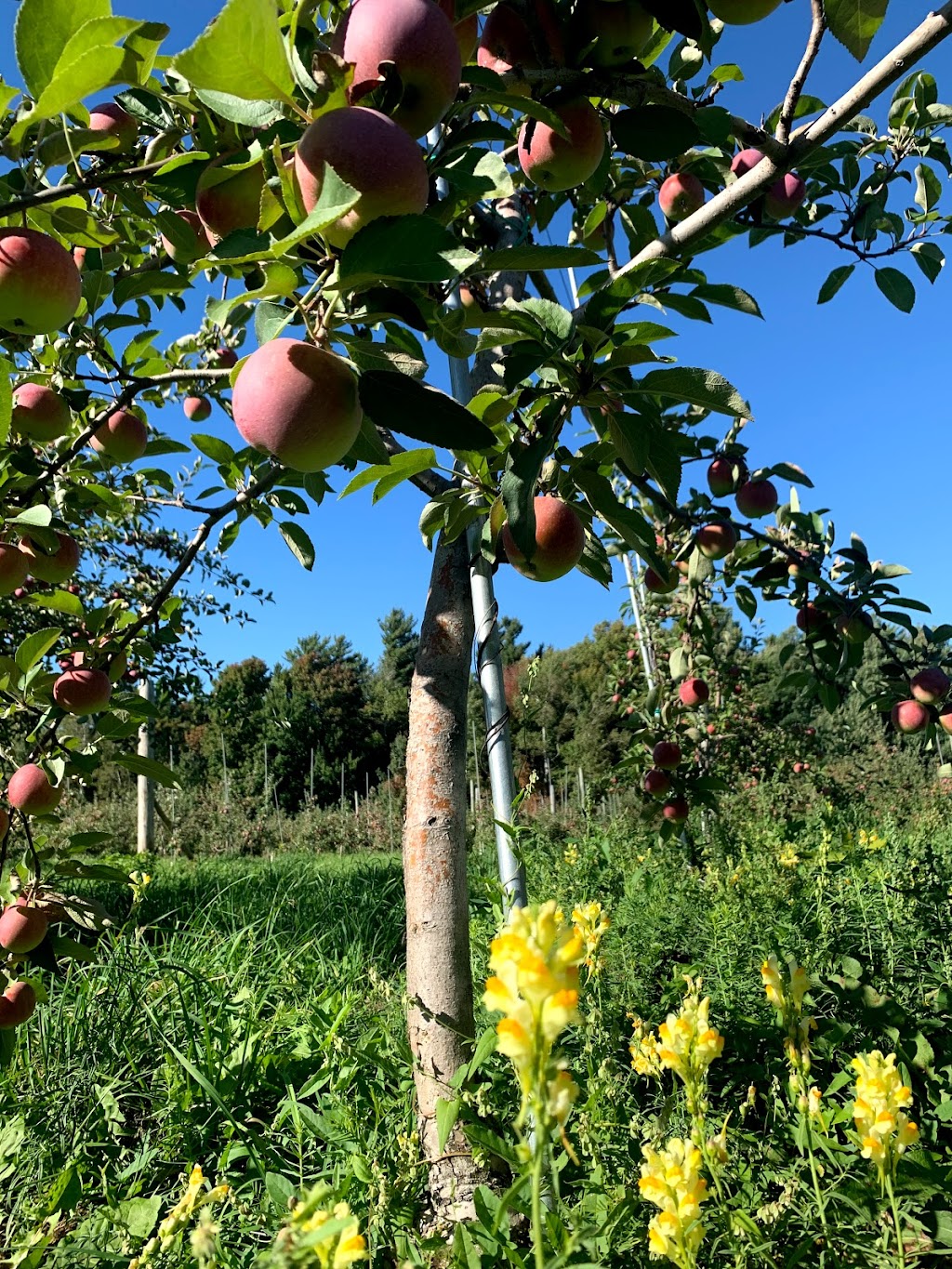 Frier Orchards — Rockburn Cidery | 2365 QC-202, Hinchinbrooke, QC J0S 1A0, Canada | Phone: (450) 264-2003