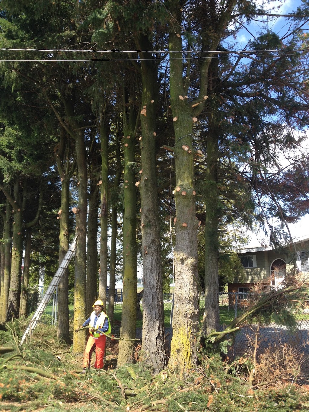Mid Valley Tree Services Ltd | 696 Columbia St, Abbotsford, BC V2T 5X6, Canada | Phone: (604) 791-8733