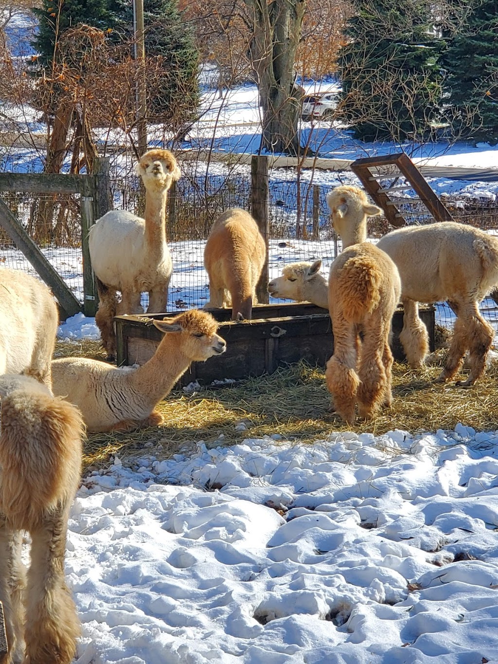 Moore House Fine Alpacas | 417 Tice Rd, Ridgeville, ON L0S 1M0, Canada | Phone: (905) 892-8252