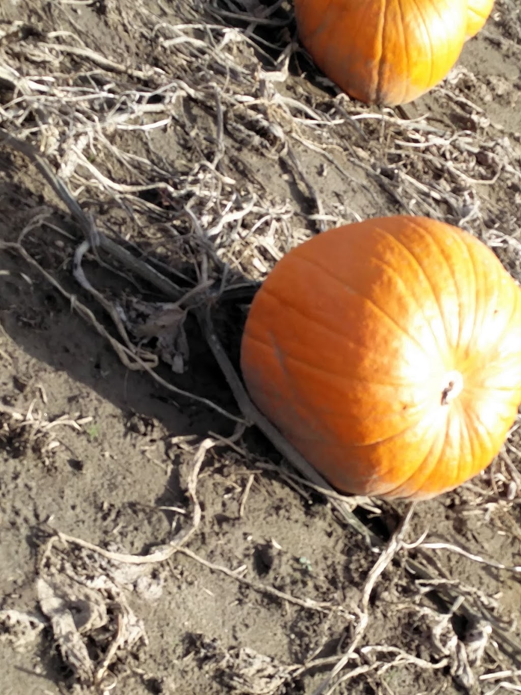 Parkinson’s U pick Pumpkin patch | 5380-, 5678 Wellington County Rd 29, Guelph, ON N1H 6J1, Canada