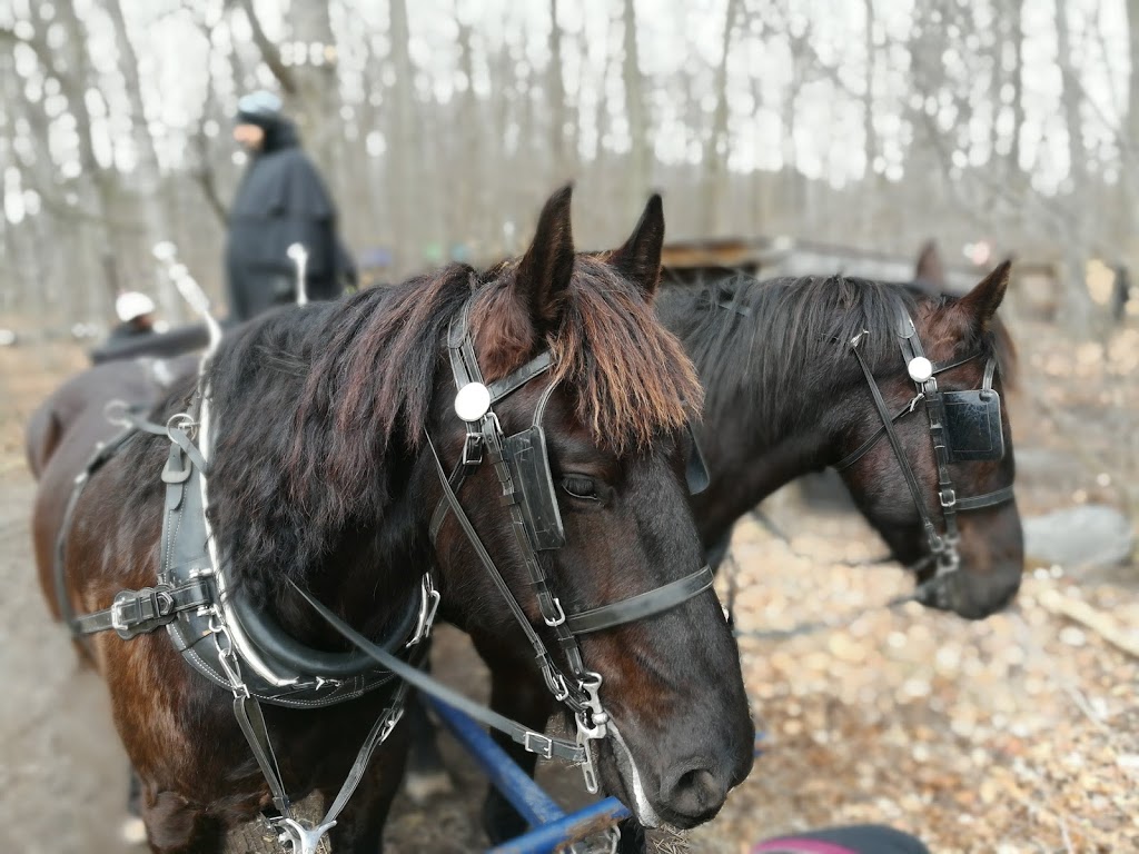 Sugarbush Maple Syrup Festival at Bruces Mill Conservation Area | 3291 Stouffville Rd, Whitchurch-Stouffville, ON L4A 7X5, Canada | Phone: (905) 887-5531