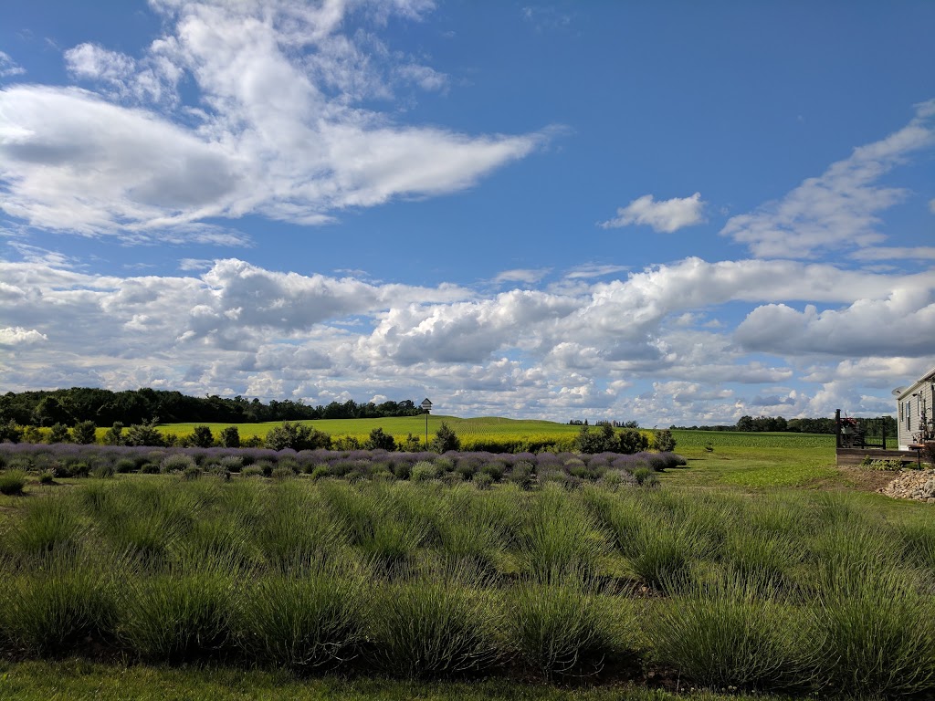 The Lavender Farm | 769 Drumbo Rd, Ayr, ON N0B 1E0, Canada | Phone: (519) 632-7368