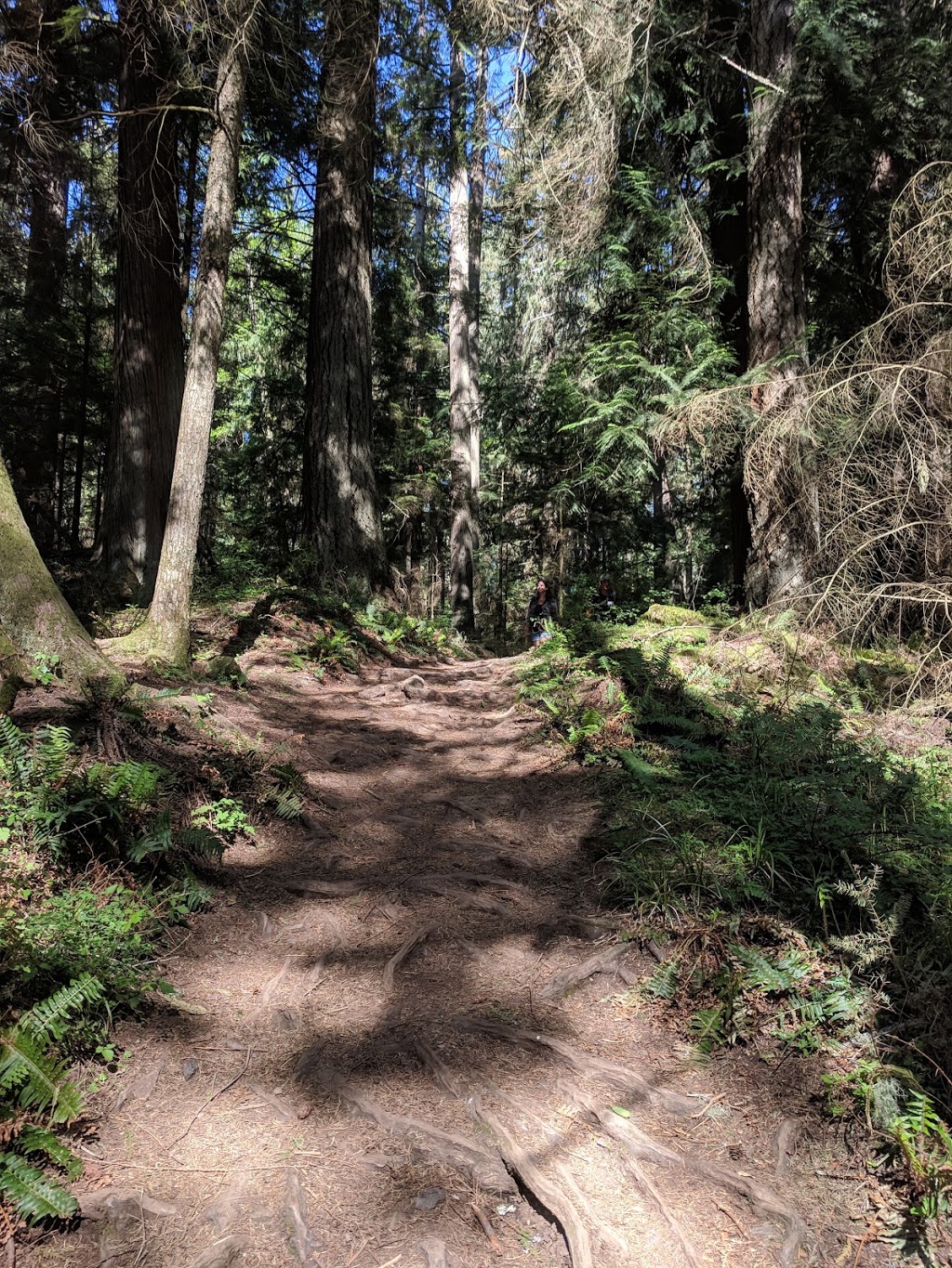 Mt Constitution Trailhead | Mt Constitution Rd, Olga, WA 98279, USA | Phone: (360) 376-2326