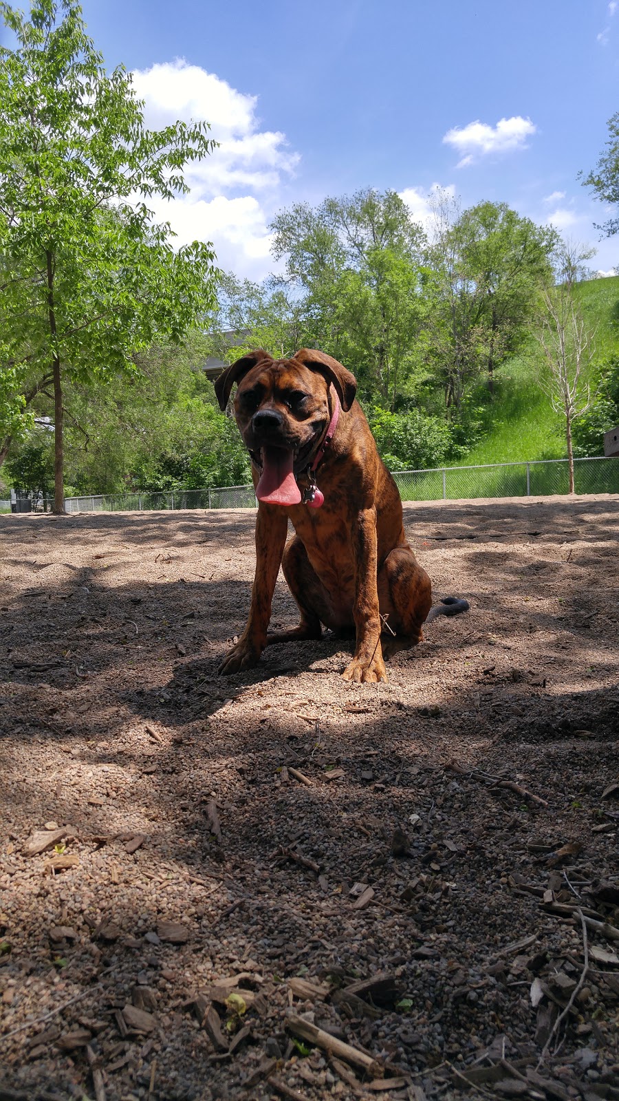 Rail Trail Dog Park | 2R7, Escarpment Rail Trail, Hamilton, ON L8N 2R7, Canada