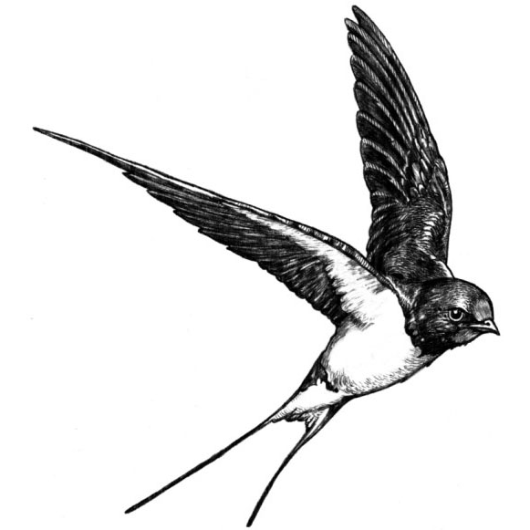 Black Swallow Living Soils | 137 Nelson St, Brantford, ON N3S 4B5, Canada | Phone: (519) 770-0629