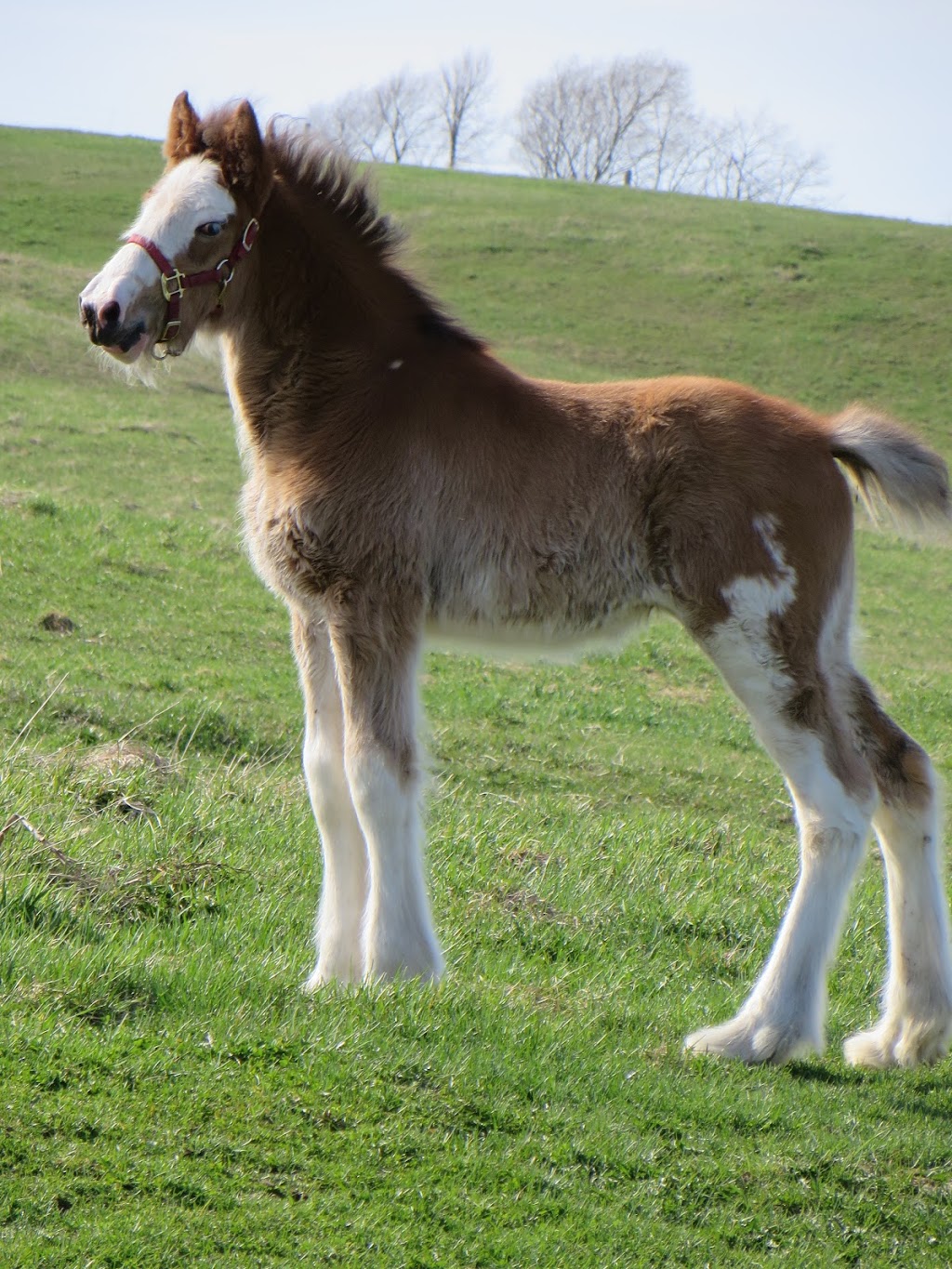 Sky Ridge Clydesdales | 386191 Side Rd 20, Mono, ON L9W 6V3, Canada | Phone: (519) 938-8958