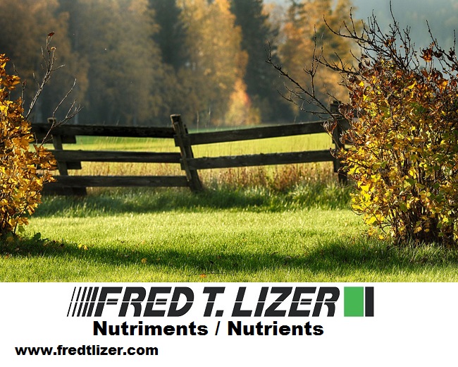 Fred T. Lizer | 567 Rue Saint-Joseph, Lévis, QC G6V 1G9, Canada | Phone: (418) 325-5400