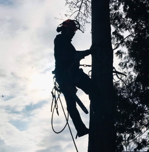 Arborstrong Tree Service | 2402 Concession, ON-6, Collingwood, ON L9Y 3Z1, Canada | Phone: (705) 351-8733