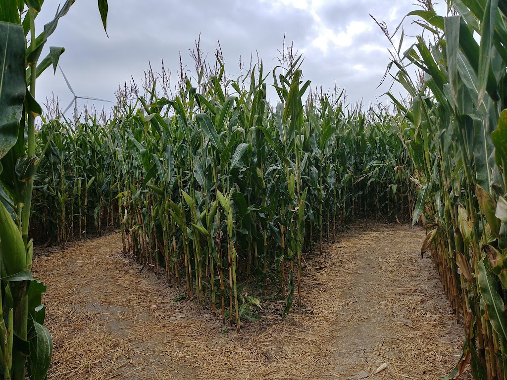 Corn Maze on Wolfe Island | 607 Rd 95 Wolfe Island, Frontenac Islands, ON K0H 2Y0, Canada | Phone: (613) 385-1998