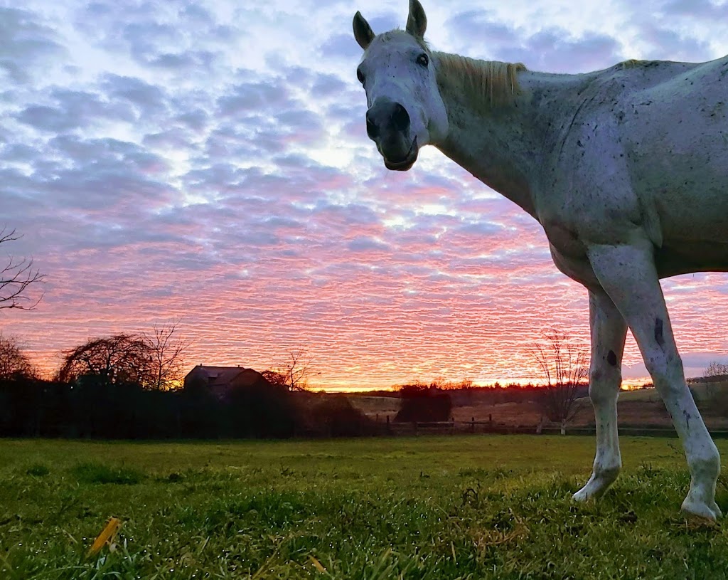 Hopewell Creek Stables | 1158 Forester Rd, Breslau, ON N0B 1M0, Canada | Phone: (519) 648-9975