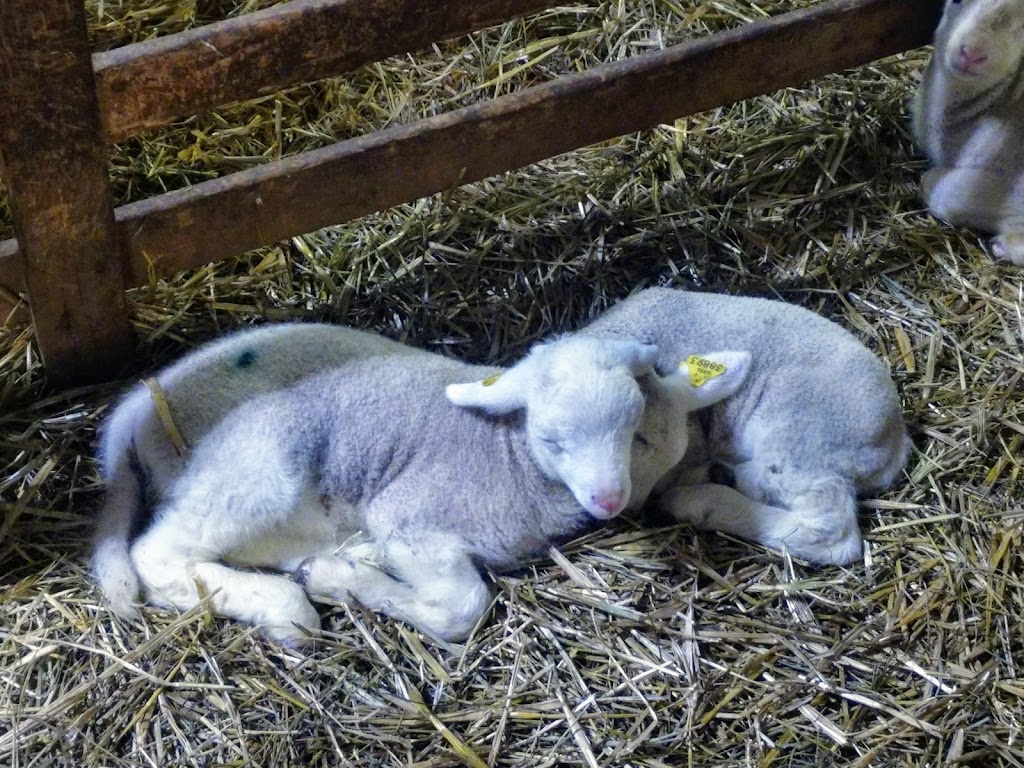 Ferme GIJAMIKA | 214 Rang de lEmbarras, Kamouraska, QC G0L 1M0, Canada | Phone: (418) 492-5304