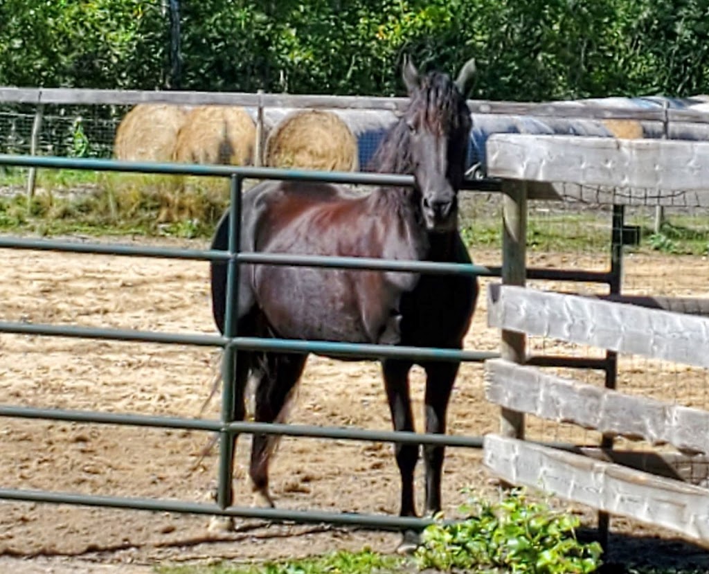 Hidden Valley Horses | 9146 Sundown Rd N, Sundown, MB R0A 2C0, Canada | Phone: (204) 326-5544