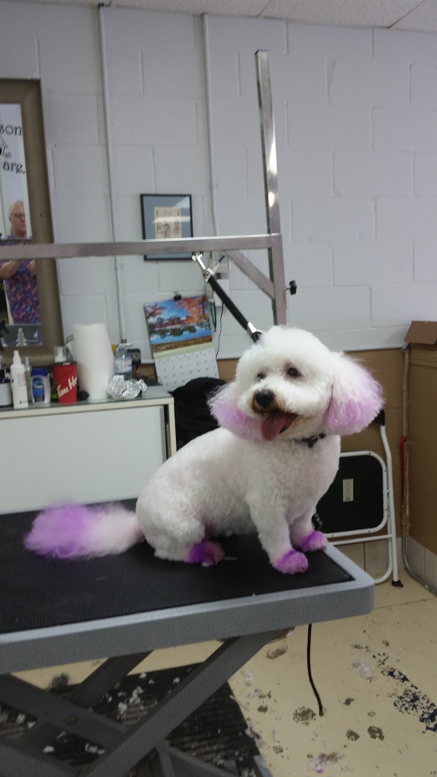 Doggy Dos Pet Grooming | 85 Rosedale Ave W unit 6, Brampton, ON L6X 4H5, Canada | Phone: (905) 457-0165