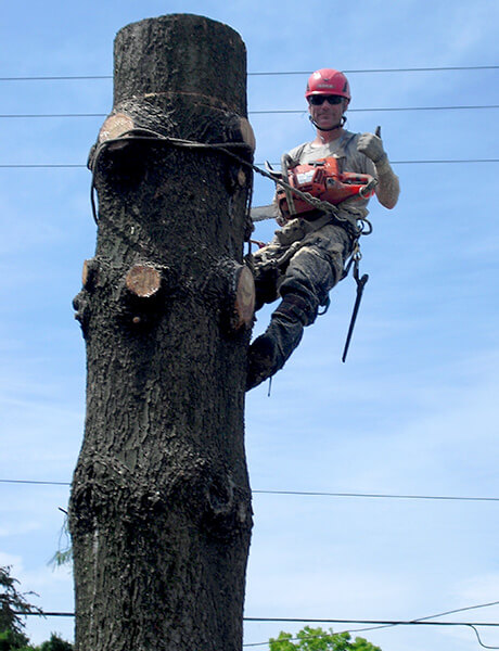 Arboriculture Lapointe | 1675 230e Av, Prévost, QC J0R 1T0, Canada | Phone: (450) 602-4386