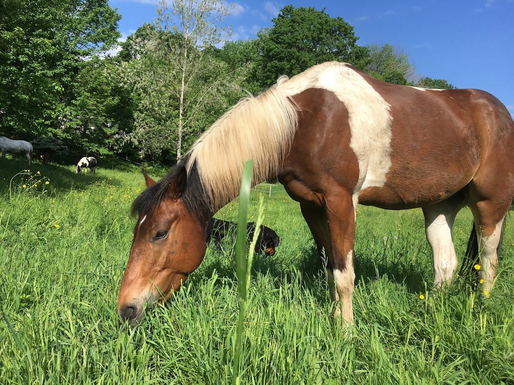 Ranch Au gré du vent | 258 Chemin Gaudreau, Brigham, QC J2K 4E6, Canada | Phone: (450) 955-6565