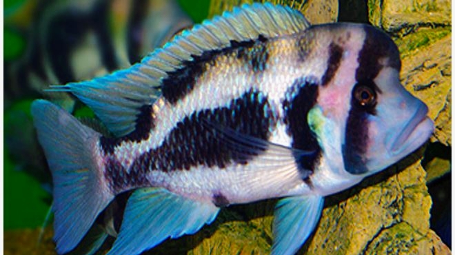 Aquarium Services Plus | 386 6th Ave, Hanover, ON N4N 2G2, Canada | Phone: (705) 358-4926