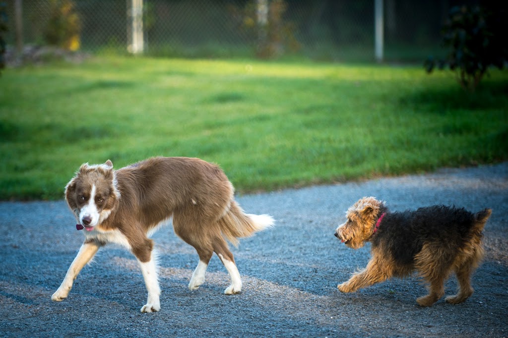 Parc canin Dave-Ross | 21 Rue de la Concorde, Victoriaville, QC G6P 6Y4, Canada | Phone: (819) 758-1571