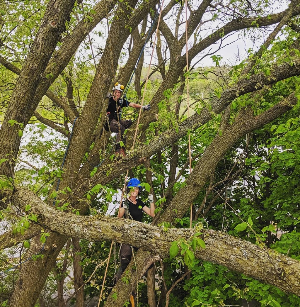 County Arborists Inc. | 106 Gardenville Rd, Carrying Place, ON K0K 1L0, Canada | Phone: (613) 969-6788