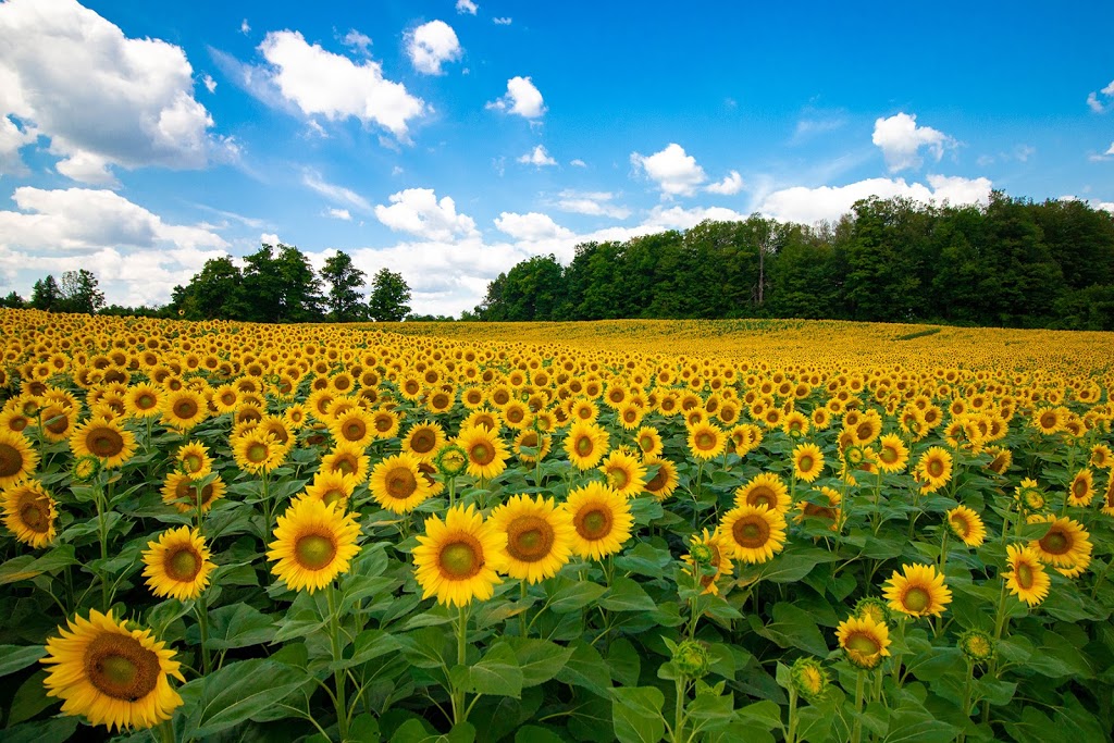 Campbells Cross Farm (Sunflowers Open August 2021) | 3634 King St, Inglewood, ON L7C 0R5, Canada | Phone: (416) 294-7642