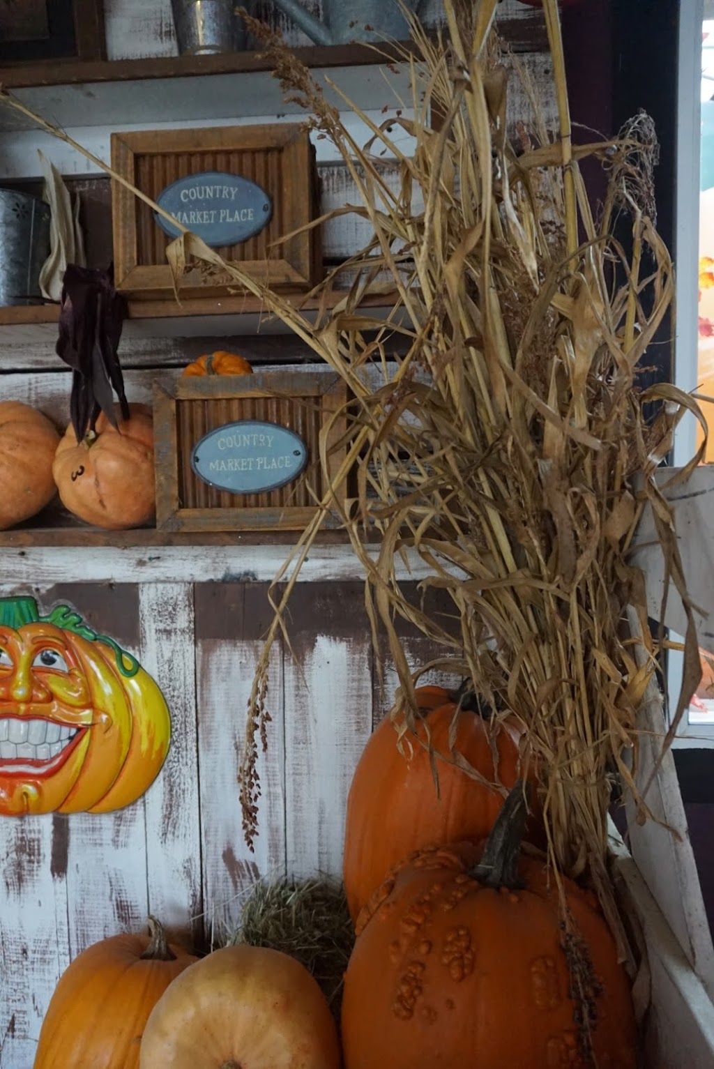 Peteys Pumpkin Patch | 9423 Gibson Rd, Chilliwack, BC V2P 6H4, Canada | Phone: (604) 792-8572