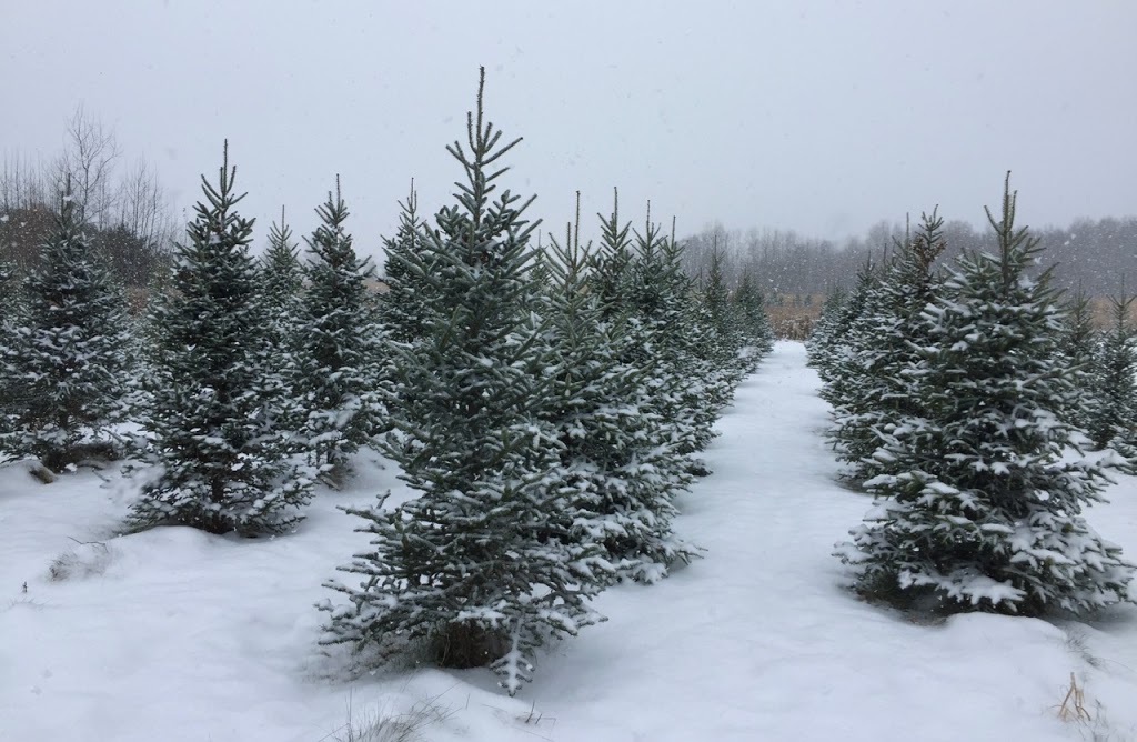 Robinson Christmas Trees | 5873 8 Line E RR#1, Ariss, ON N0B 1B0, Canada | Phone: (519) 824-8399