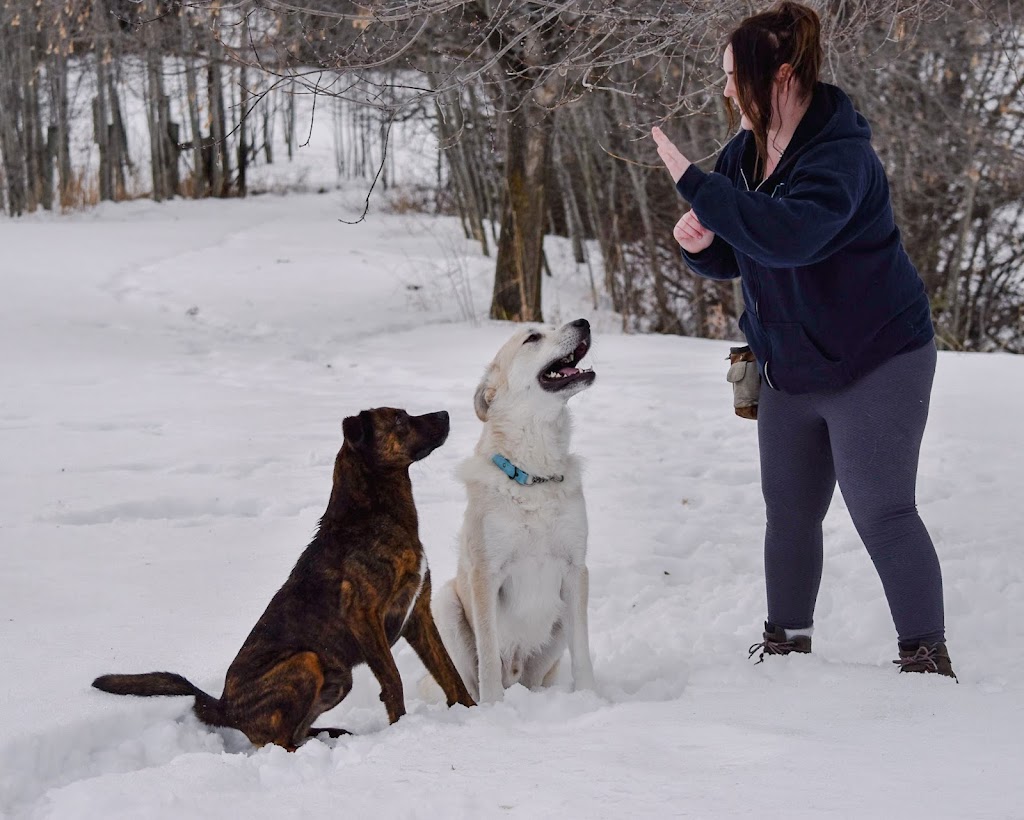 Canine Blueprint Training INC | 52044 Range Rd 204, Sherwood Park, AB T8G 1G3, Canada | Phone: (587) 986-3189