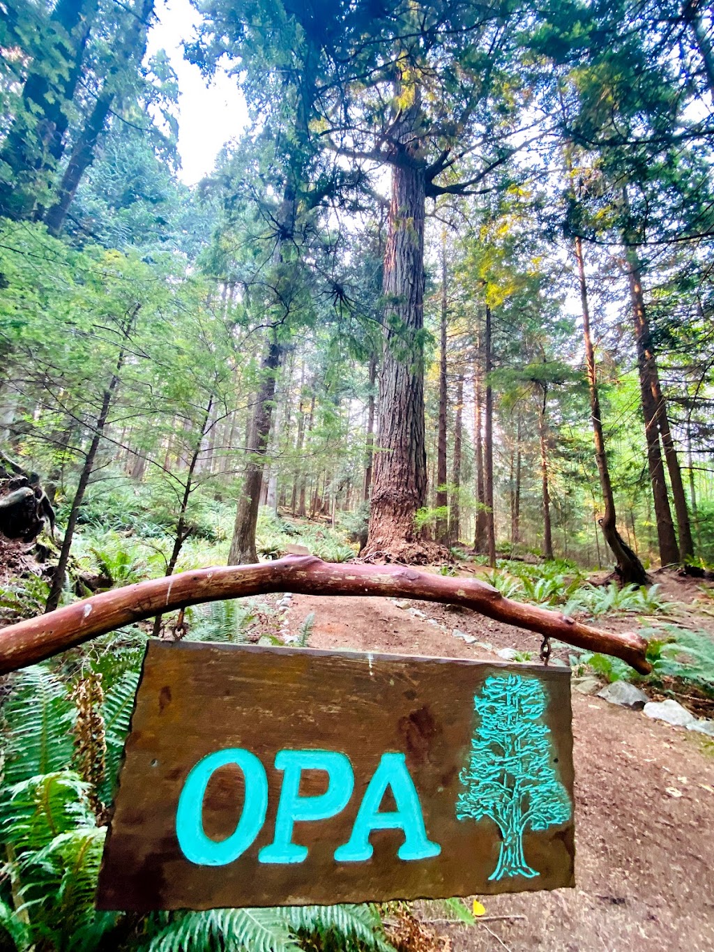 Opa - The Ancient Tree | 1599 Smith Rd #1401, Bowen Island, BC V0N 1G2, Canada | Phone: (604) 947-9816