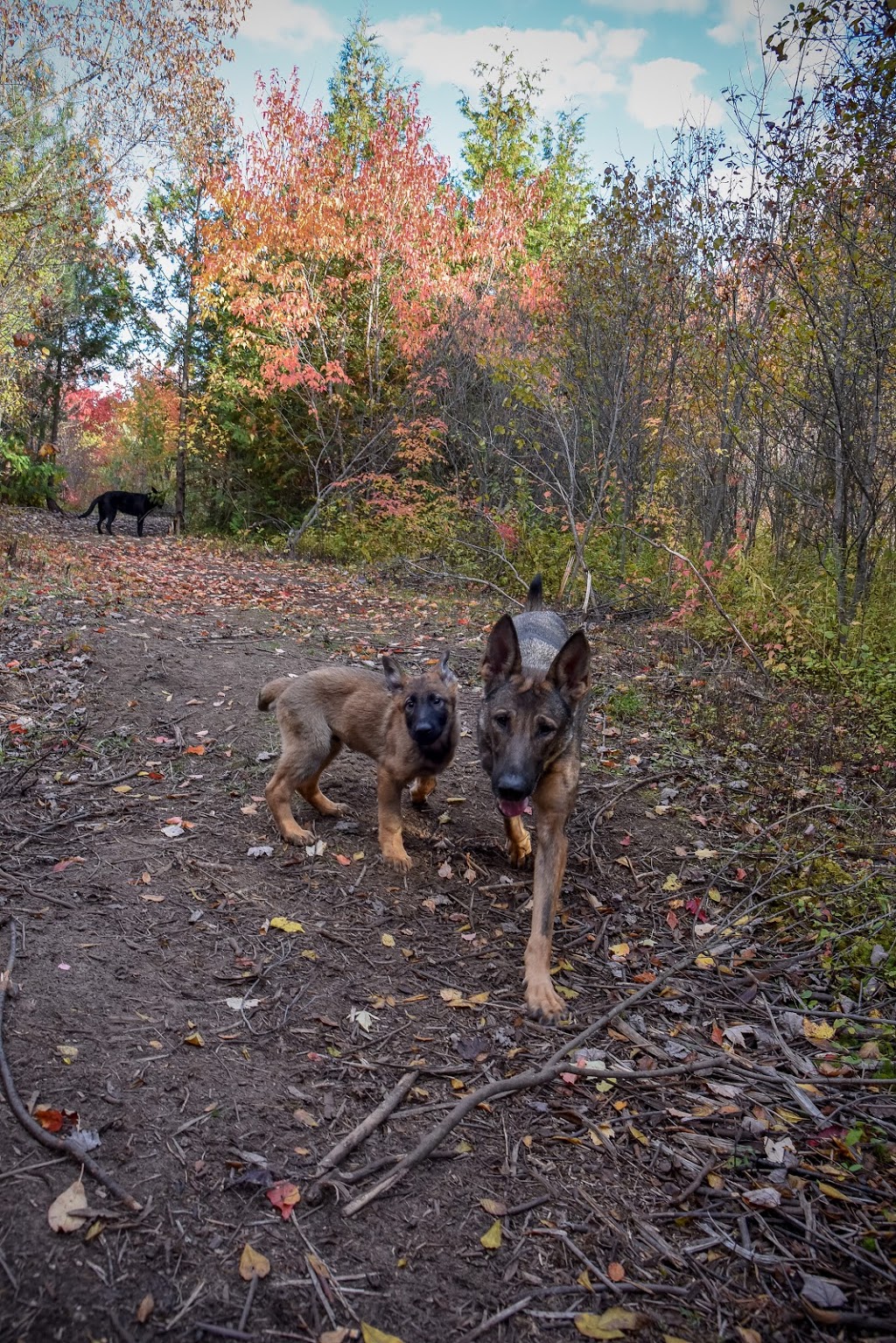 Kennel Club Boarding | 5584 Prince of Wales Dr, Kars, ON K0A 2E0, Canada | Phone: (613) 276-5074