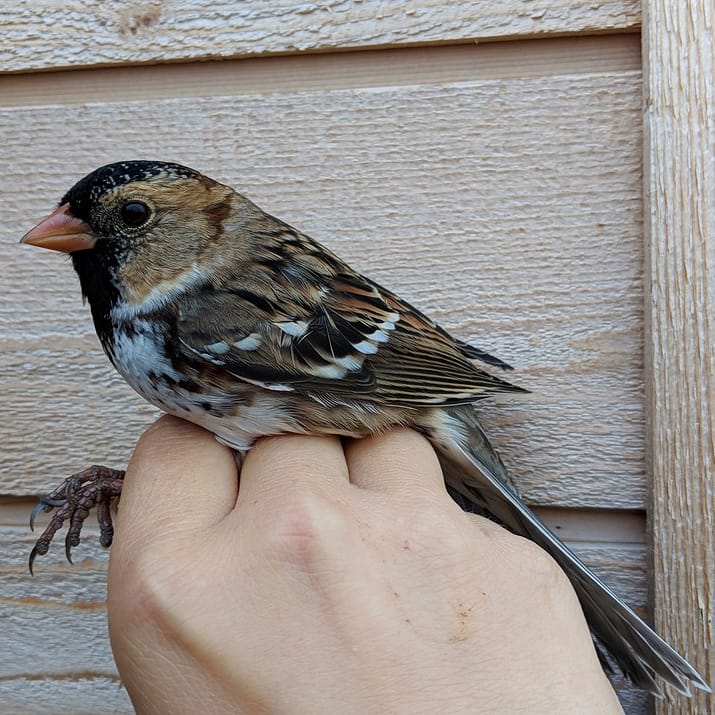 Delta Marsh Bird Observatory | Rockwood, MB R0C 3A0, Canada