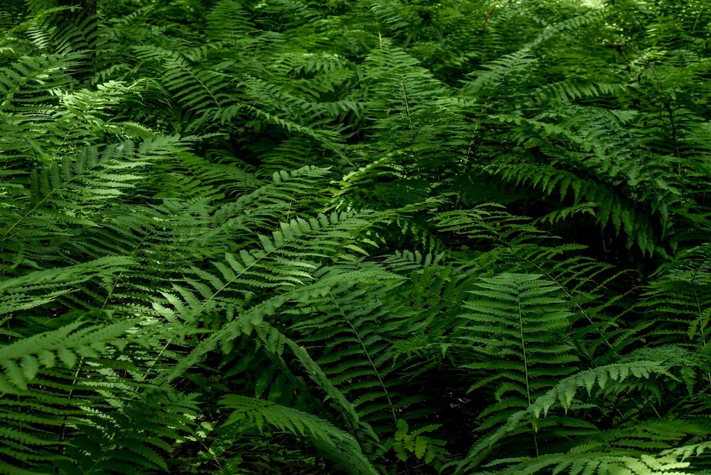 Lavigne Natural Park - South | Cardinal Trail, Clarence-Rockland, ON K0A, Canada