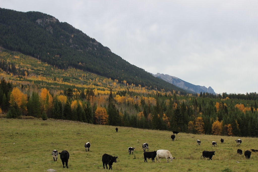 Gods Peaks Ranch | 4330 Spence Rd, Parson, BC V0A 1L0, Canada | Phone: (403) 816-2132