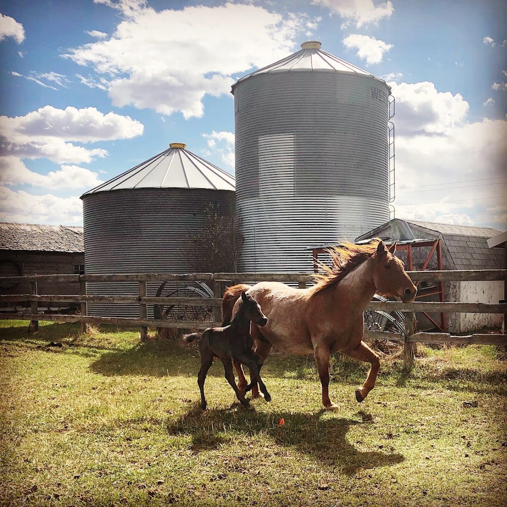 Neighbourly Stables | 1125 43 St S, Lethbridge, AB T1J 4W2, Canada | Phone: (587) 220-1414