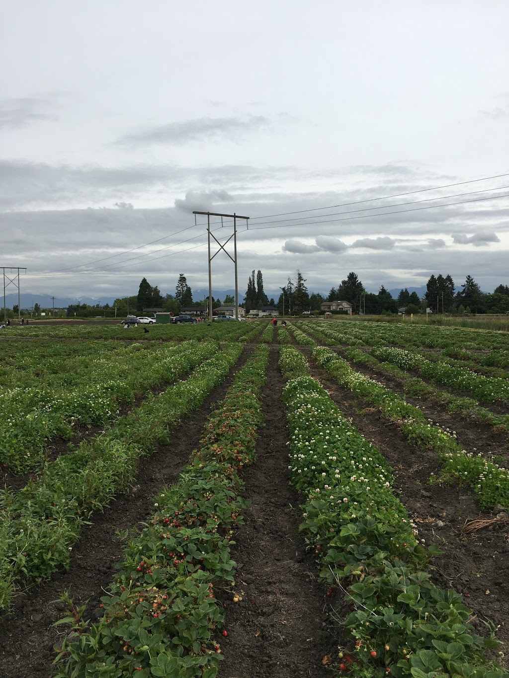 W & a Farms | 17771 Westminster Hwy, Richmond, BC V6V 1A9, Canada | Phone: (604) 278-5667