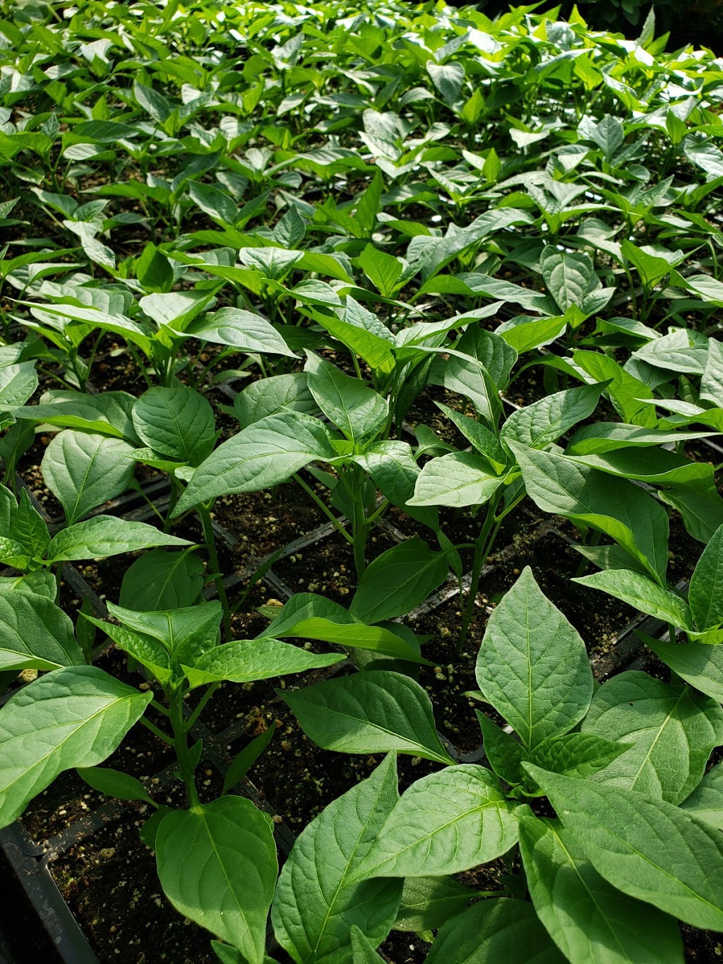 Bethel Orchids 벧엘농원 | 11970 246 St, Maple Ridge, BC V4R 1X3, Canada | Phone: (778) 988-5252