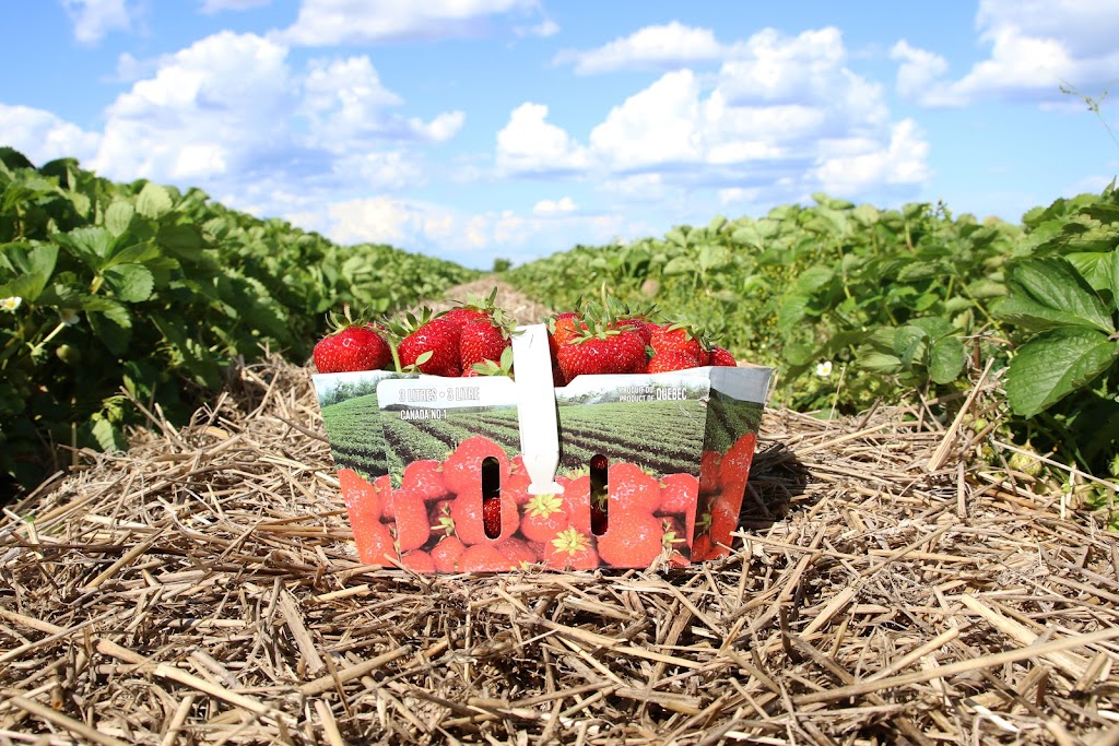 Ferme Benoit Vernier | 560 69e Avenue, Saint-Zotique, QC J0P 1Z0, Canada | Phone: (438) 700-6318