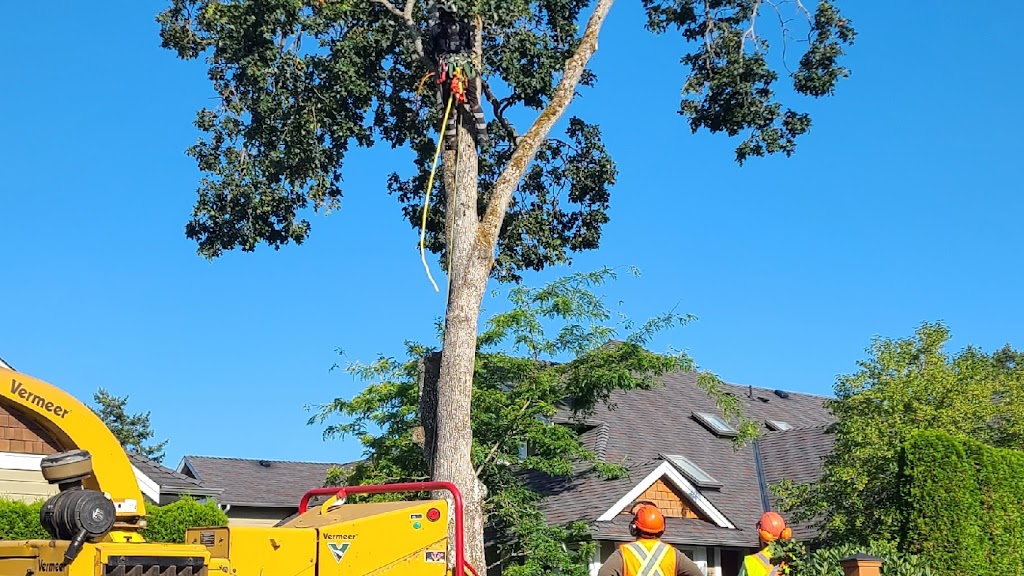 Oakstead Tree and Property Care Inc. | 7040 W Saanich Rd, Brentwood Bay, BC V8M 1G8, Canada | Phone: (250) 652-9223