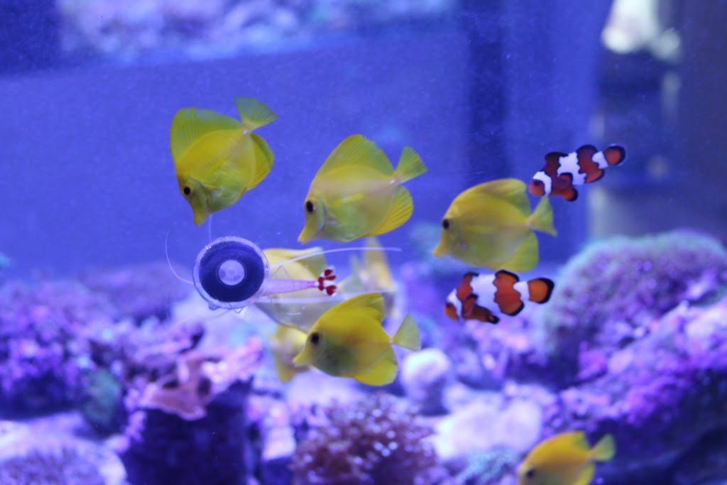 Aquarium Recifal Raging Reef - Rive-sud | 5579 Boulevard Maricourt, Saint-Hubert, QC J3Y 2E9, Canada | Phone: (450) 812-6680