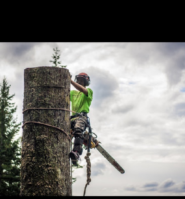 Windfirm Tree Services Ltd | Box 431, 38064 Cleveland Ave, Squamish, BC V8B 0A4, Canada | Phone: (604) 892-7587